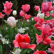 Pictures Of Flowers For Every Garden Flower Pictures Tulips Planting Bulbs