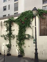 Au Coeur Du Marais L Aristoloche Geante Paris Cote Jardin Plante Plante Exotique Jardin D Hiver