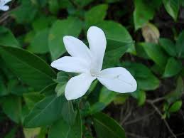 Image result for Barleria whytei