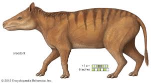 Oreodont Extinct Animals Prehistoric Animals Mammals