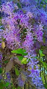 Image result for Tephrosia tanganicensis
