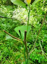 Check spelling or type a new query. The Elusive Deer Proof Garden The New York Times