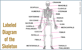Includes labeled human skeleton chart. 35 Skeletal System Label Diagram Labels For Your Ideas