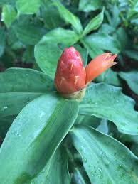 Image result for Costus subbiflorus
