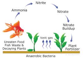 Aquarium Nitrogen Cycle & Cycling A Fish Tank