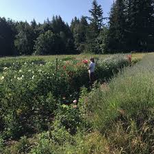 Maybe you would like to learn more about one of these? Free Range Flowers Localharvest