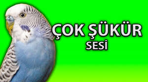 Muhabbet Kusu Egitimi Cok Sukur Papagan Konusturma Youtube