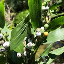 Image result for Coix lacryma-jobi