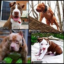 Pit Bull Red Nose Pitbullrednose Profile Pinterest Red nose pit bull terriers formed as a result of a crossbreeding between bulldogs and terriers in american red nosed pitbull was originally bred to look after the farms and cattle.