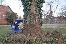 The proliferative nature of english ivy presents a challenge when attempting to completely eradicate it, too. Take Ivy Off Trees Treestewards Org