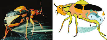 Ohrožený prskavec na svého nepřítele pálí jednu dávku horkých par z chemických látek za druhou. Read Or Download Existence Allaha