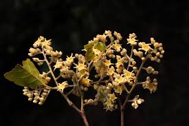Fao food and agriculture organization of the united nations. Hopea Odorata Trees Of Um