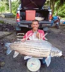 Ikan gabus di dunia ikan hias tidak kalah dengan ikan hias lainnya. Ikan Temoleh