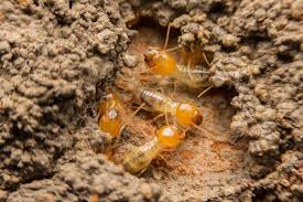 The company is locally owned. When Should You Be Afraid Of Termite Swarms Premier Pest