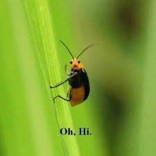 Always Sunny in Snekadelphia ☀️🐍⚾ : r/azdiamondbacks