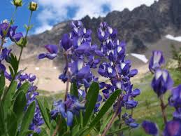 Washington state boasts a wealth of natural beauty. Best Time To See Lupine Bloom In Washington 2021 When To See Rove Me