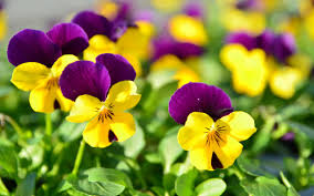 Resultado de imagen para flores