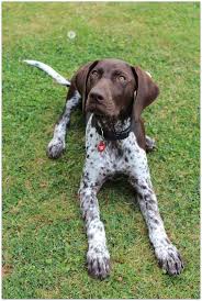 Pin By Alexa Grey On Dogs Lover German Shorthaired Pointer Dog German Shorthaired Pointer Pointer Dog