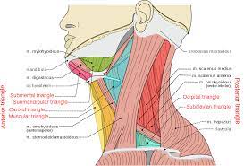 The inferior petrosal sinus (sinus petrosus inferior) leaves the skull through the anterior part of the jugular foramen, and joins the superior bulb of the. Triangles Of The Neck Wikipedia