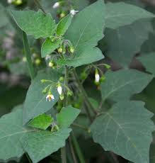 Image result for Solanum litoraneum