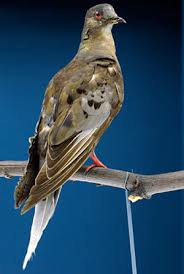 Project passenger pigeon is a collaborative that aims to teach about the passenger pigeon and its ex. The Extinction Of The Passenger Pigeon Financial Times