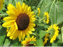You can buy sunflower seeds from garden centers or online retailers. Guide To Growing Sunflowers