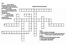 Check spelling or type a new query. Divisions Of The Nervous System Crossword Teaching Resources