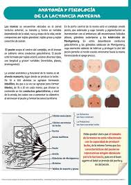 La Lactancia Materna Anatomia Fisiologia Prolactina Udocz