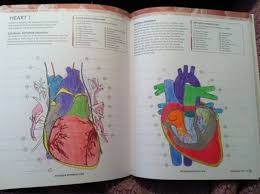 Anatomy coloring book features detailed illustrations of the bodys anatomical systems in a spacious page design with no back to back images. Kaplan Anatomy Coloring Book Answer Key