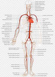 Veins and arteries in neck. Arteries And Veins Circulatory System Artery Human Body Blood Hand Heart Human Png Pngwing