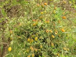 Image result for Maerua