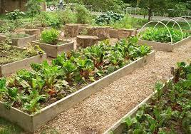 2 arbres fruitiers des zones méditerranéennes et subtropicales. Comment Jardiner Avec La Lune Elle Decoration