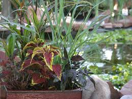 A thriving city in the mountains. Salt Lake City Store Cactus Tropicals