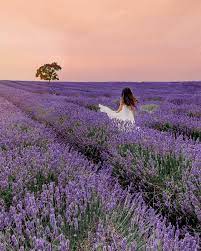 Lavender Fields Are An Amazing View Whether You Re In Valensole Provence Or Just Outside Of Lo Lavender Fields Photography Fields Photography Lavender Fields