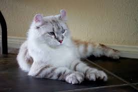 Does your pet cat allows you to rest your hand on its paw? Let S Talk About Cats With Ear Tufts Catster