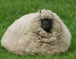Inside This Wool Is A Sheep Made By C Alie Hoogenboezem De Vries Sheep Breeds Sheep Animals Beautiful