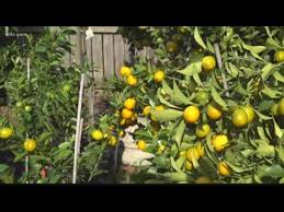 Planting, growing, and harvesting citrus fruits. How To Grow Cold Tolerant Citrus Trees In The South Carolina Midlands Youtube