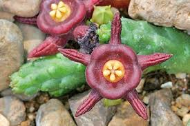 Image result for Duvalia