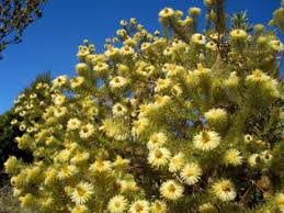 Image result for Phylica