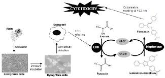 The 'vero' lineage was isolated from kidney epithelial cells extracted from an african green monkey (chlorocebus sp.; Cytotoxicity Assay Using Vero Cells The Cell Monolayer In A 24 Well Download Scientific Diagram