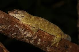 Image result for Raphidiocystis phyllocalyx