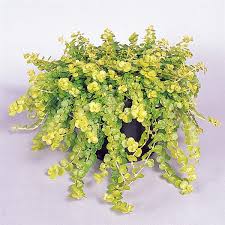 Image result for Lysimachia djalonis