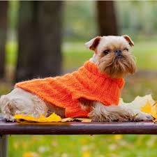 The brussels griffon is a pouty toy dog that resembles a miniature boxer. Brussels Griffon Puppies For Sale Available In Phoenix Tucson Az