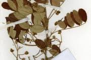 Image result for Bobgunnia madagascariensis