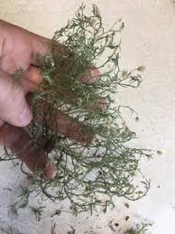 Image result for Asparagus divaricatus