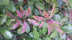 We did not find results for: Please Identify Photinia Disease