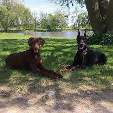 Doberman Dogs Doberman Dogs Doberman Dog Breed Doberman Pinscher Dog