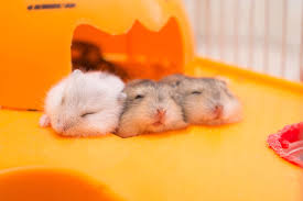 Maybe you would like to learn more about one of these? Which Hamsters Can Live Together Supreme Petfoods