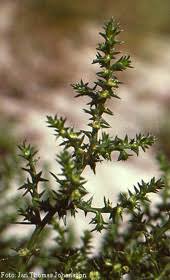 Image result for Salsola kali