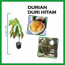 The arils are average size with thick flesh. Jual Bibit Durian Duri Hitam Super Kota Kediri Kampung Tanaman Id Tokopedia